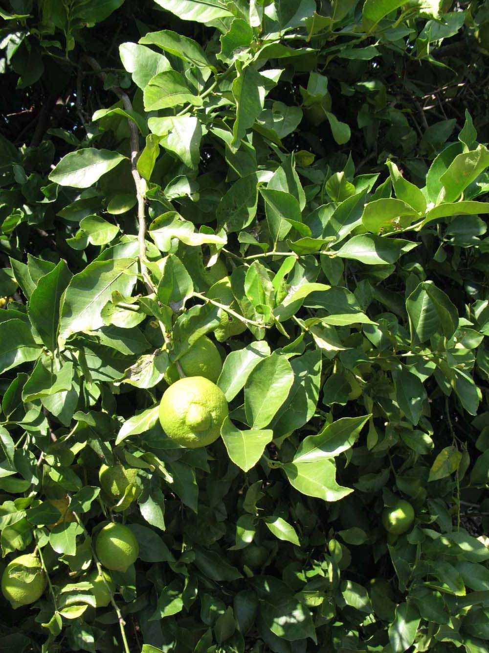              Sun leaves (Winter Haven, FL)       